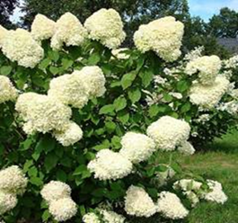      Hydrangea paniculata Limelight 